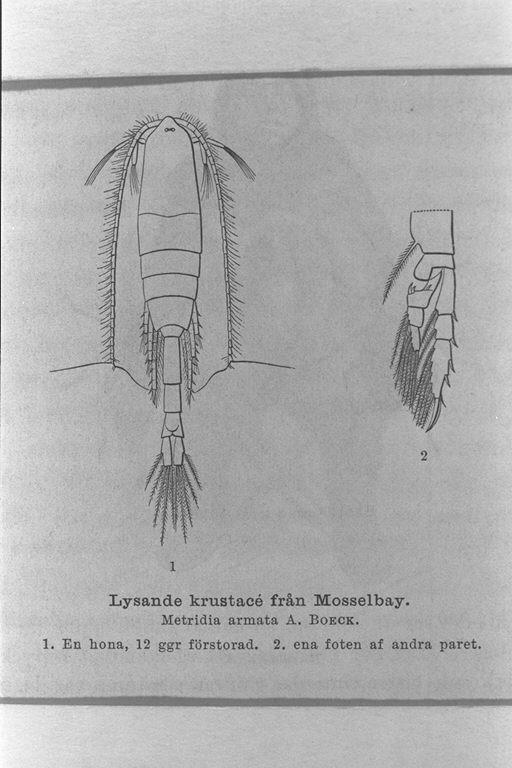 ミュッセル湾で採取した燐光性の甲殻類 メトリディア アルマタ ａ ブーク １ 雄 １２倍に拡大 ２ 第２対目の脚