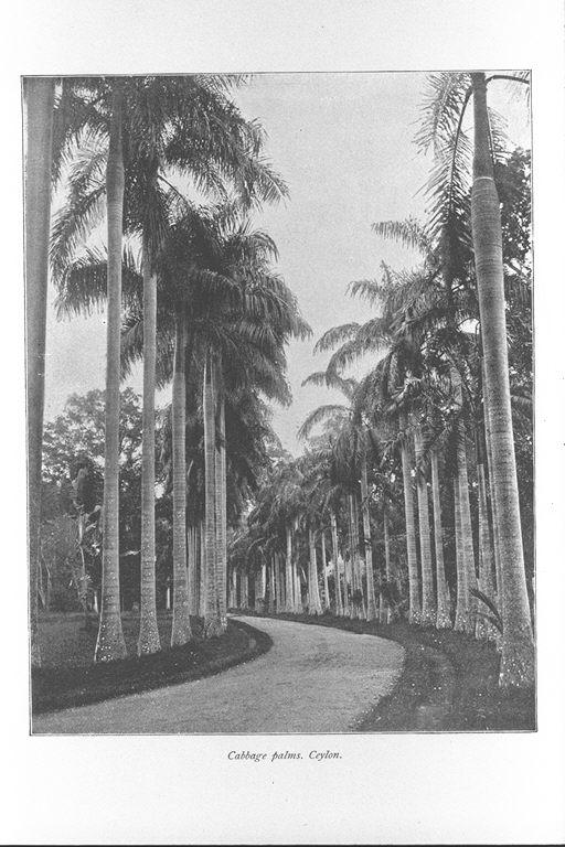キャベツヤシ セイロン Cabbage Palms Ceylon