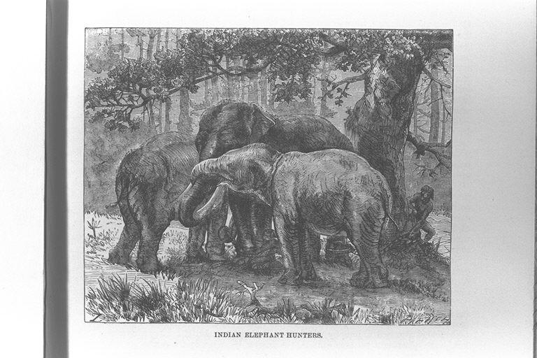 インドのゾウ 象 を狩りする人 Indian Elephant Hunters