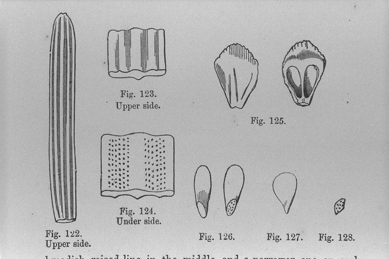 イラモミ １２２ １２３ 葉の上面 １２４ 気孔のある葉の下面 １２５ 果鱗 １２６ 種子 １２７ 種子の翼 １２８ 種子そのもの Upper Side Upper Side Under Side