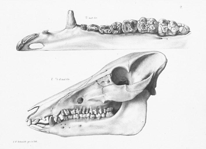 日本のイノシシ，ニホンイノシシの頭骨．図１．側面から，実物の半分の