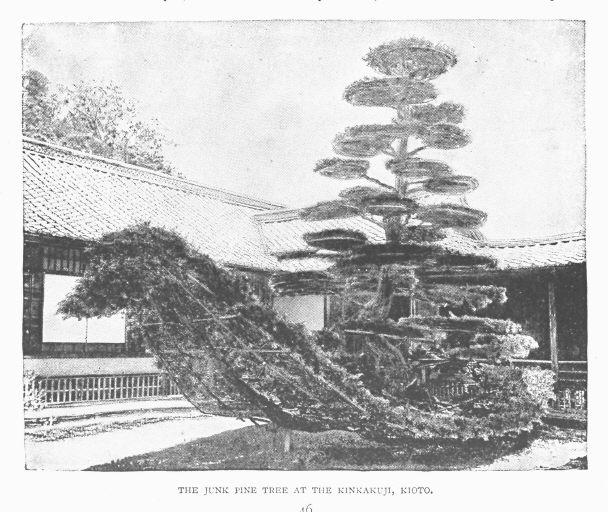 金閣寺の舟形の松の木（陸舟松），京都/(The junk pine tree at the Kinkakuji